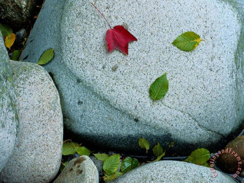 Raymond Gehman Three Fallen Leaves Lie on a Rock Art Painting