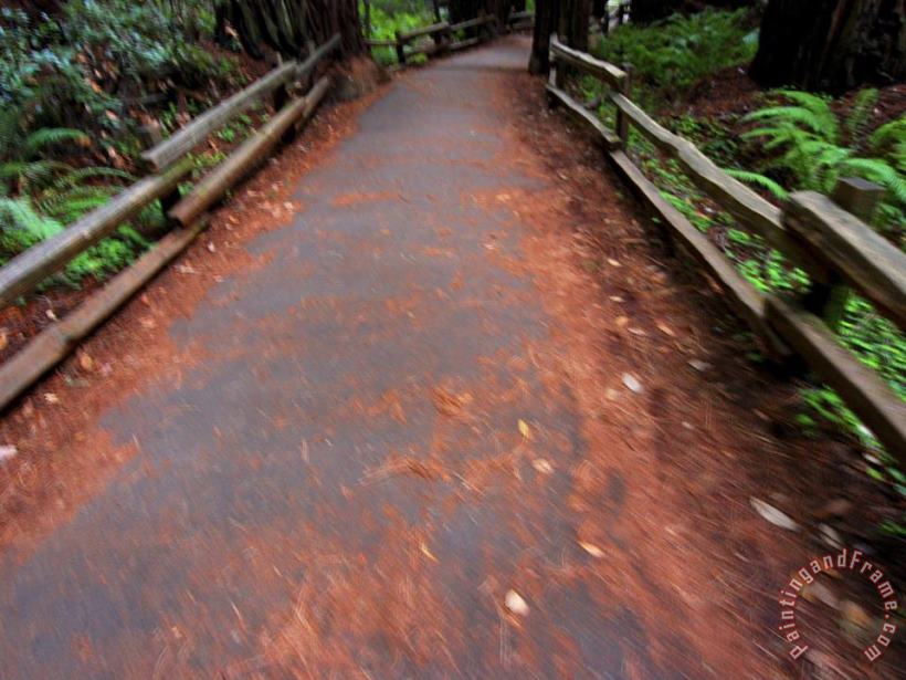 Trail in Muir Woods National Monument California painting - Raymond Gehman Trail in Muir Woods National Monument California Art Print