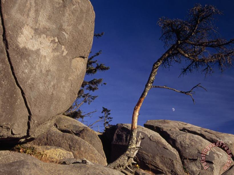 Raymond Gehman Tree Growing Among Boulders And Rock Formations Art Print