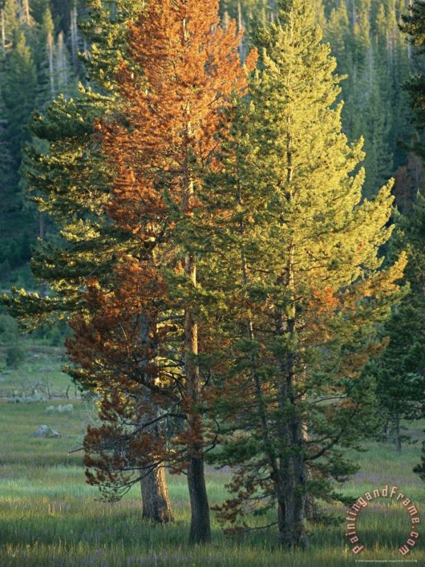 Raymond Gehman Trees Bearing The Colors of Fall Art Painting
