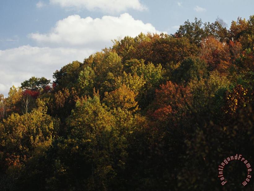 Raymond Gehman Trees in Autumn Foliage on a Hillside Art Print