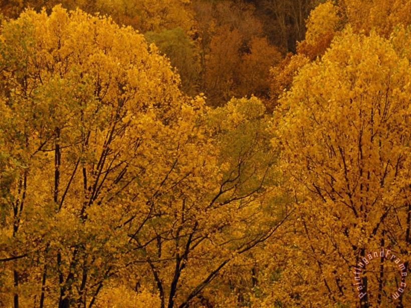 Trees in Autumn Hues painting - Raymond Gehman Trees in Autumn Hues Art Print