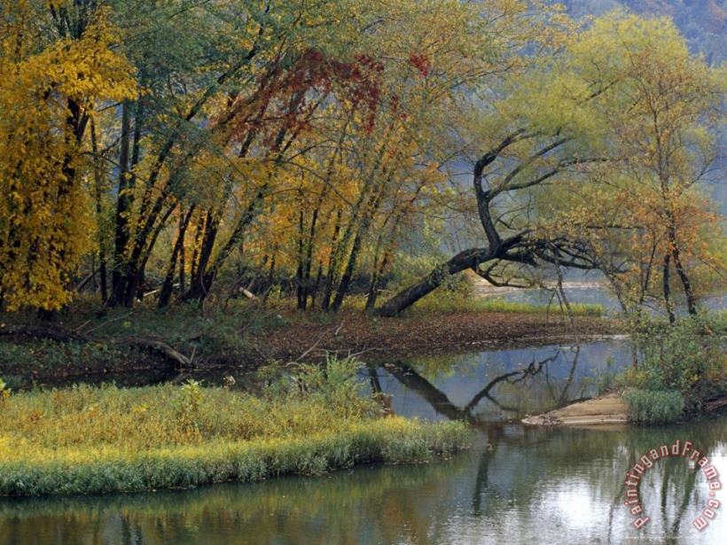 Trees in Autumn Hues at The Confluence of Gauley And Kanawha Rivers painting - Raymond Gehman Trees in Autumn Hues at The Confluence of Gauley And Kanawha Rivers Art Print