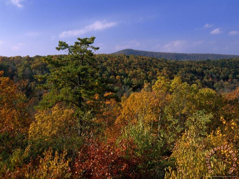 Raymond Gehman Trees on Mountainside in Autumn Hues Art Print