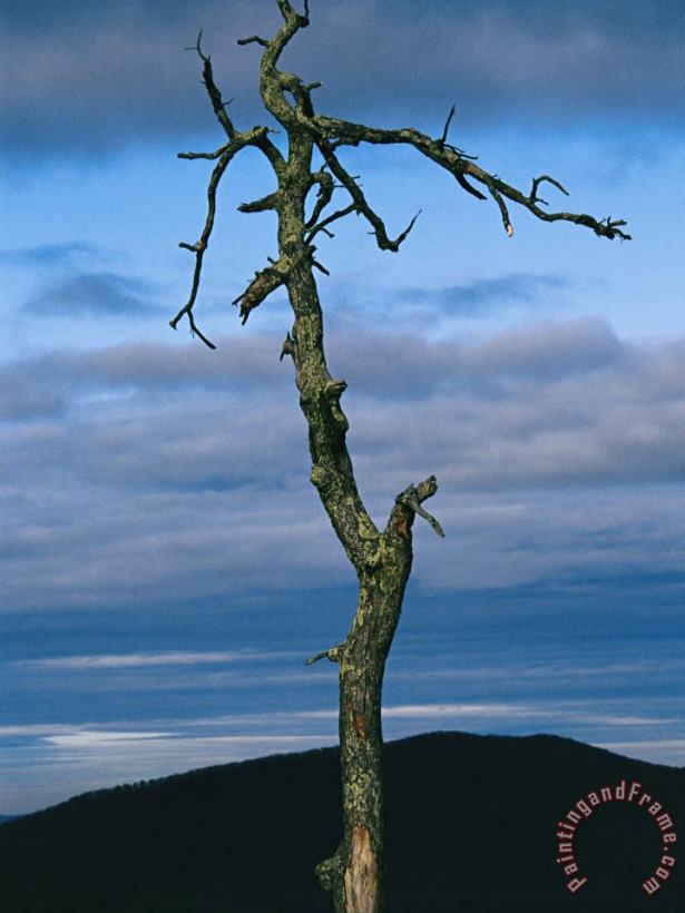 Raymond Gehman Twilight View of Old Rag Mountain with Dead Tree Snag Art Print
