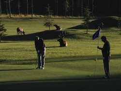 Raymond Gehman Two People Play Golf While Elk Graze on The Golf Course