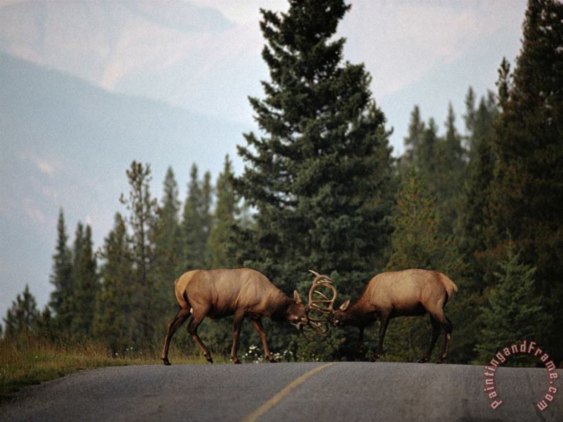 Two Sparring Bull Elk Halt Traffic on a Park Road painting - Raymond Gehman Two Sparring Bull Elk Halt Traffic on a Park Road Art Print