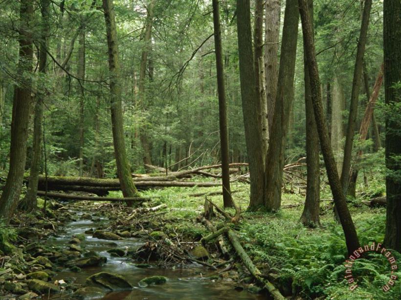 Raymond Gehman View of a Creek Running Through a Virgin Hemlock Forest Art Painting