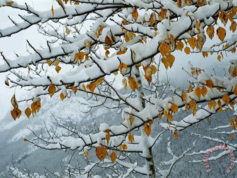 Raymond Gehman View of Snow Laden Poplar Branches Art Painting