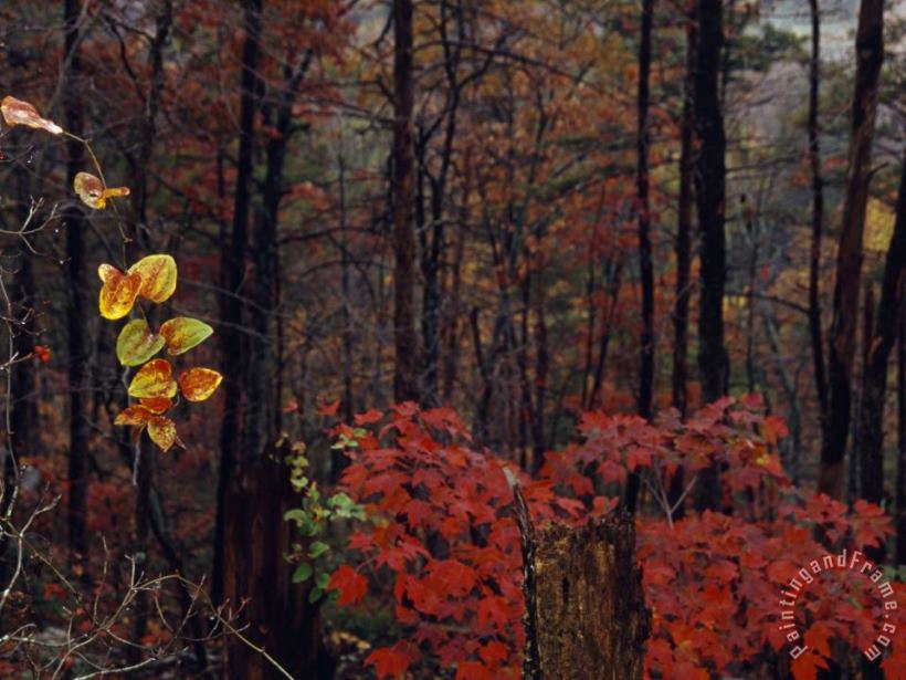 Raymond Gehman Vine Highlights Appalachian Woodlands Along Paint Mountain Road Art Print
