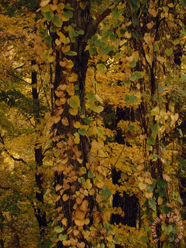 Vines Clinging to Trees in a Mixed Hardwood Forest in Autumn Hues painting - Raymond Gehman Vines Clinging to Trees in a Mixed Hardwood Forest in Autumn Hues Art Print