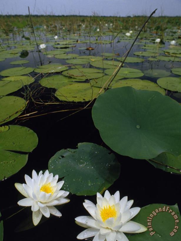 Raymond Gehman Water Lilies Bloom on Tiger Cove in Lake Kissimmee State Park in Central Florida Art Print