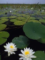 Raymond Gehman Water Lilies Bloom on Tiger Cove in Lake Kissimmee State Park in Central Florida