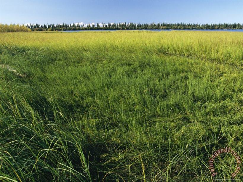 Raymond Gehman Wetlands of The Mackenzie River Art Painting
