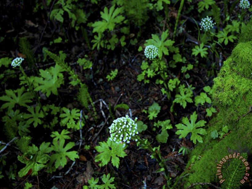 Raymond Gehman White Flowers in Muir Woods National Monument California Art Print