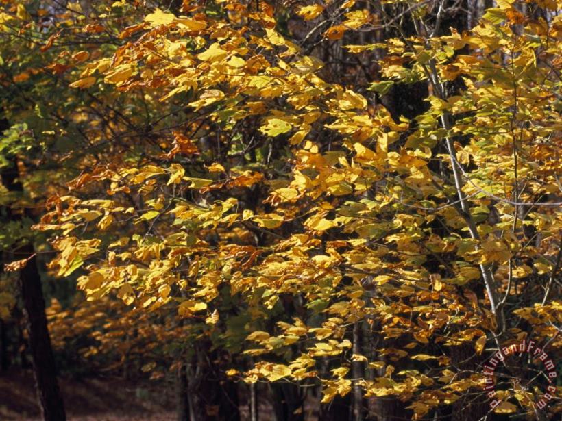 Raymond Gehman White Poplar Tree with Autumn Hues Blowing in a Stiff Breeze Art Print