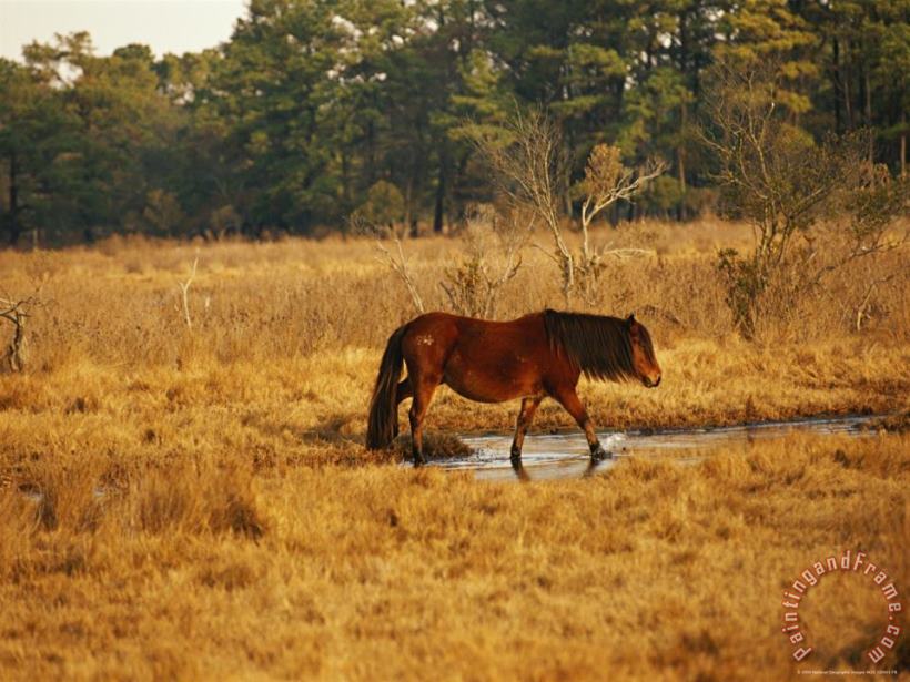 Wild Chincoteague Pony Crossing a Marsh Near a Maritime Forest painting - Raymond Gehman Wild Chincoteague Pony Crossing a Marsh Near a Maritime Forest Art Print