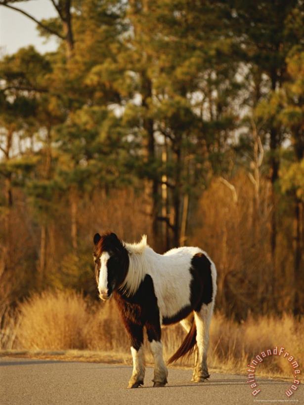 Wild Chincoteague Pony on a Paved Road Near a Loblolly Forest painting - Raymond Gehman Wild Chincoteague Pony on a Paved Road Near a Loblolly Forest Art Print