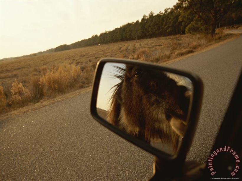 Wild Chincoteague Pony Reflected in a Cars Rear View Mirror painting - Raymond Gehman Wild Chincoteague Pony Reflected in a Cars Rear View Mirror Art Print