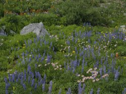 Raymond Gehman Wild Flower Meadow Teton Crest Trail Wyoming