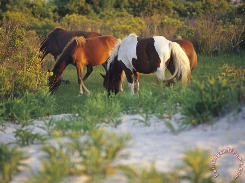 Wild Ponies Graze on Tender Grasses painting - Raymond Gehman Wild Ponies Graze on Tender Grasses Art Print