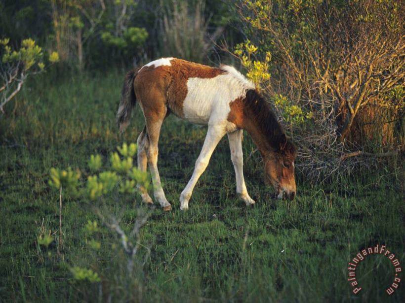 Raymond Gehman Wild Pony Grazing on Tender Grasses Art Painting
