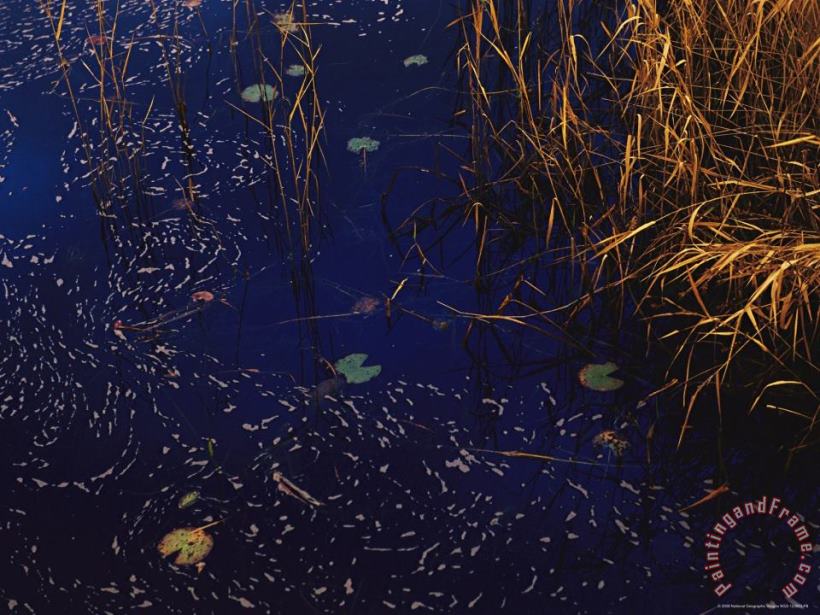 Raymond Gehman Wind Whipped Foam Meanders Between Sedges And Water Lily Leavesnear Lake Waccamaw Art Painting