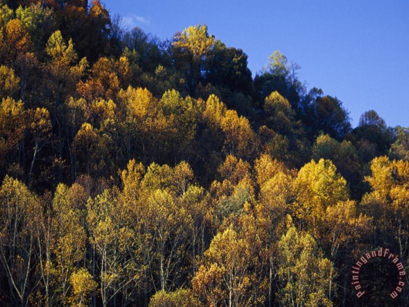 Yellow Birch Maple And Poplar Leaves Brighten Paint Mountain painting - Raymond Gehman Yellow Birch Maple And Poplar Leaves Brighten Paint Mountain Art Print