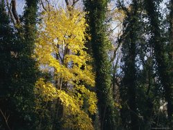Raymond Gehman Yellow Fall Foliage on Maple Trees And Ivy Entwined Tree Trunks