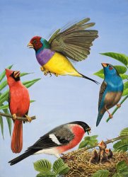 RB Davis Tropical Birds