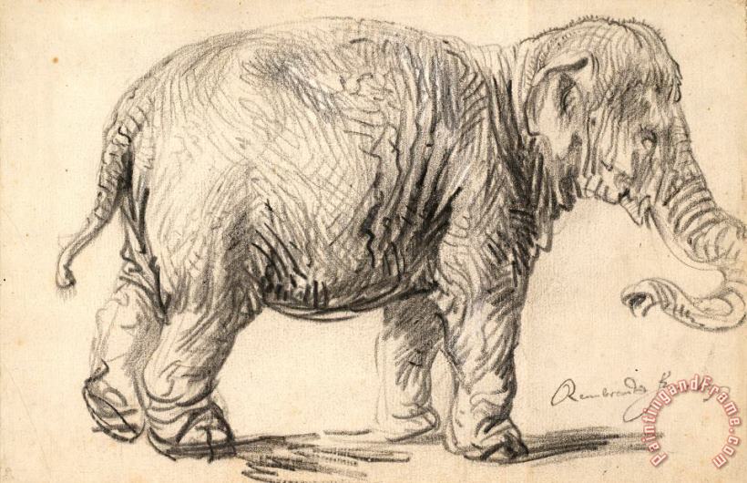 Rembrandt Harmensz van Rijn An Elephant, 1637 Art Print