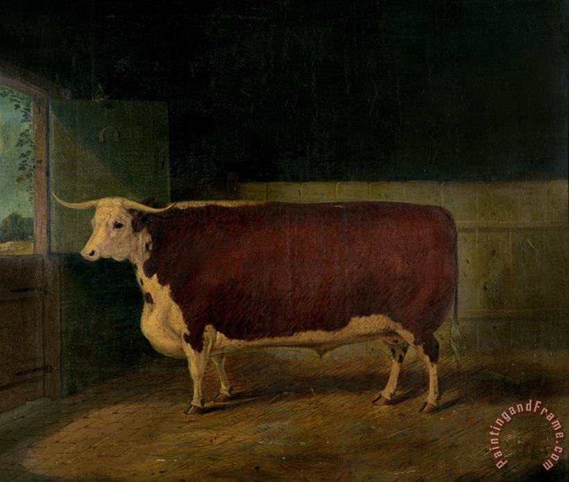 Richard Whitford Portrait of a Prize Hereford Steer Art Print