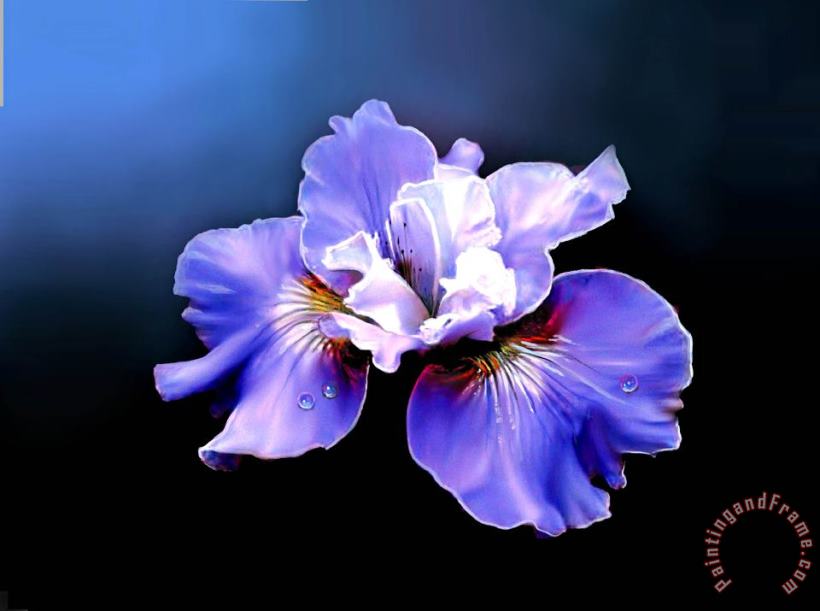 Siberian Iris painting - Robert Foster Siberian Iris Art Print