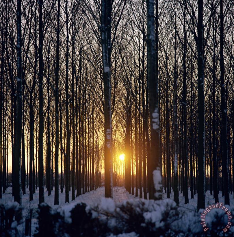 Winter Sunset Through The Trees painting - Robert Hallmann Winter Sunset Through The Trees Art Print