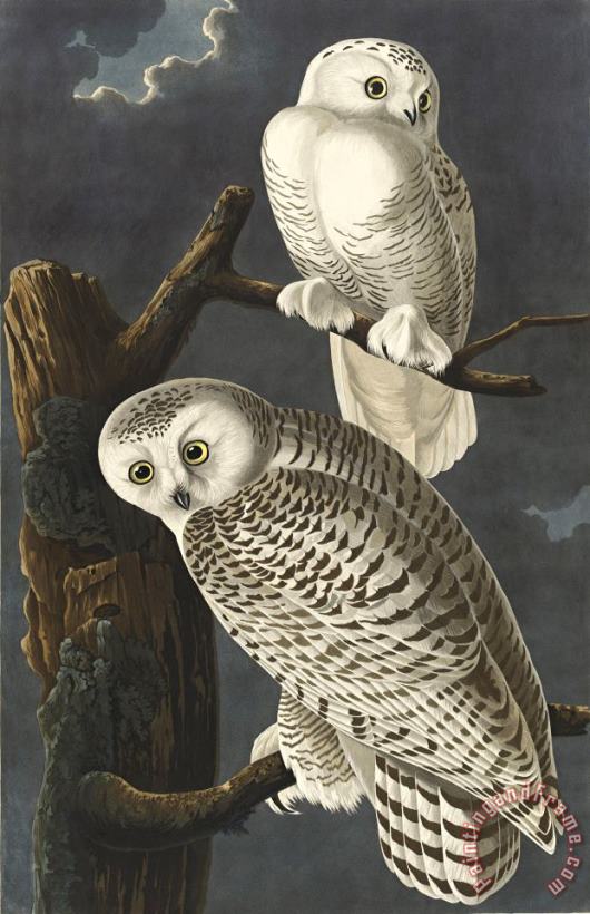 Snowy Owl painting - Robert Havell Snowy Owl Art Print