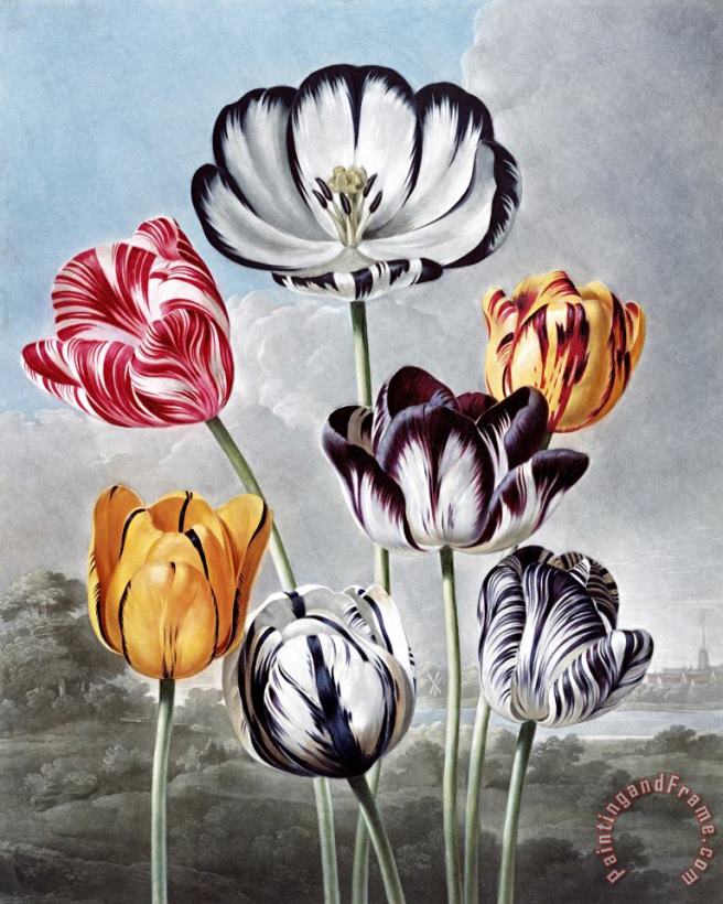 Tulips painting - Robert John Thornton Tulips Art Print