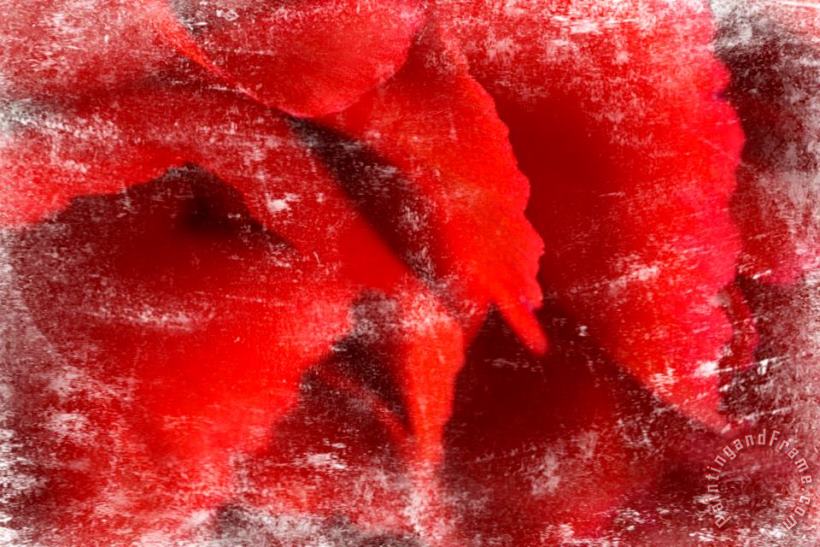 Carnation Red I painting - Sia Aryai Carnation Red I Art Print