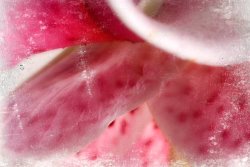 Sia Aryai Casablanca Pink III