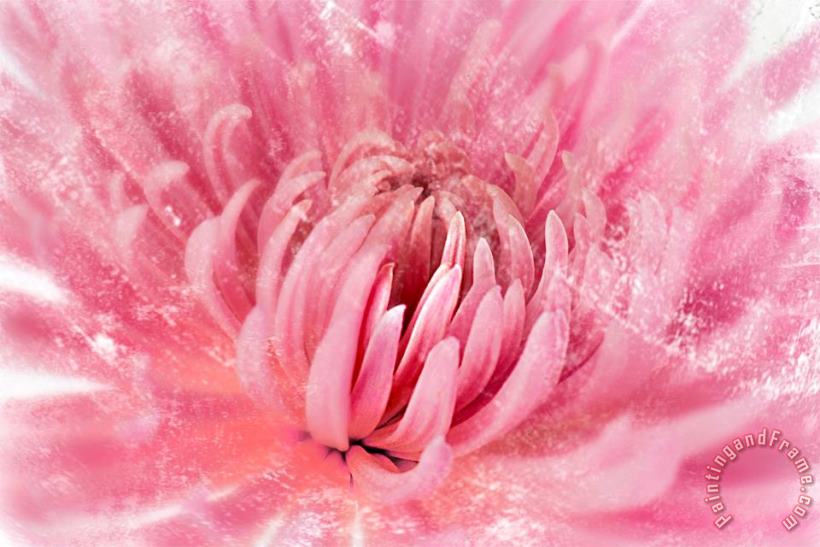 Sia Aryai Chrysanthenum Pink Art Painting