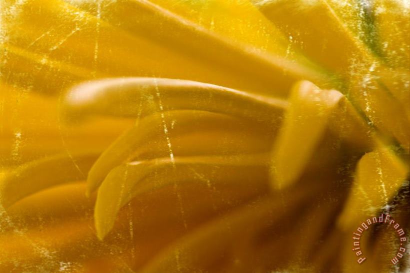 Chrysanthenum Yellow painting - Sia Aryai Chrysanthenum Yellow Art Print