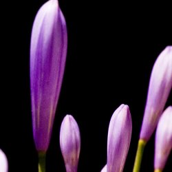 Sia Aryai Floret Purple II