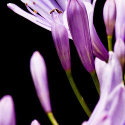 Sia Aryai Floret Purple III