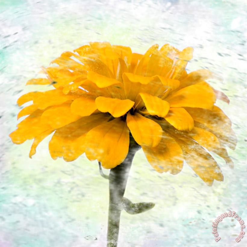 Marigold painting - Sia Aryai Marigold Art Print