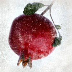 Sia Aryai Pomegranate