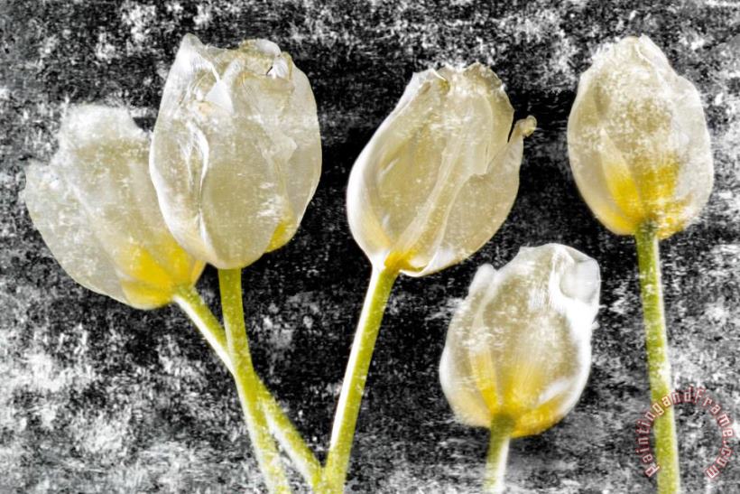 Sia Aryai White Tulips IV Art Print