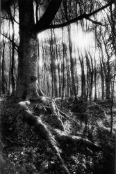 Simon Marsden Trees at the entrance to the Valley of No Return