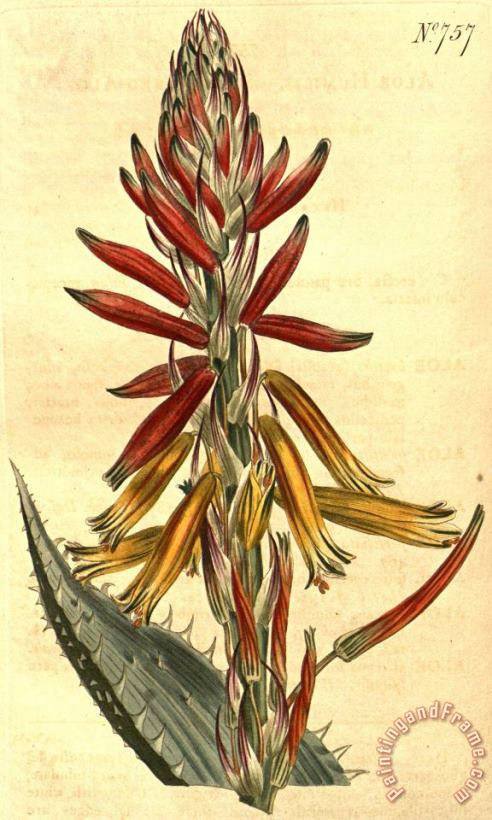 Aloe Humilis 1804 painting - Sydenham Teast Edwards Aloe Humilis 1804 Art Print