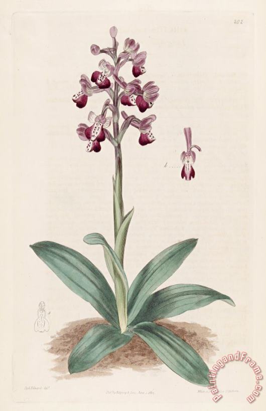 Sydenham Teast Edwards Anacamptis Longicornu (orchis Longicornu) 1817 Art Print