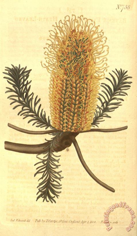 Sydenham Teast Edwards Banksia Ericifolia Art Painting