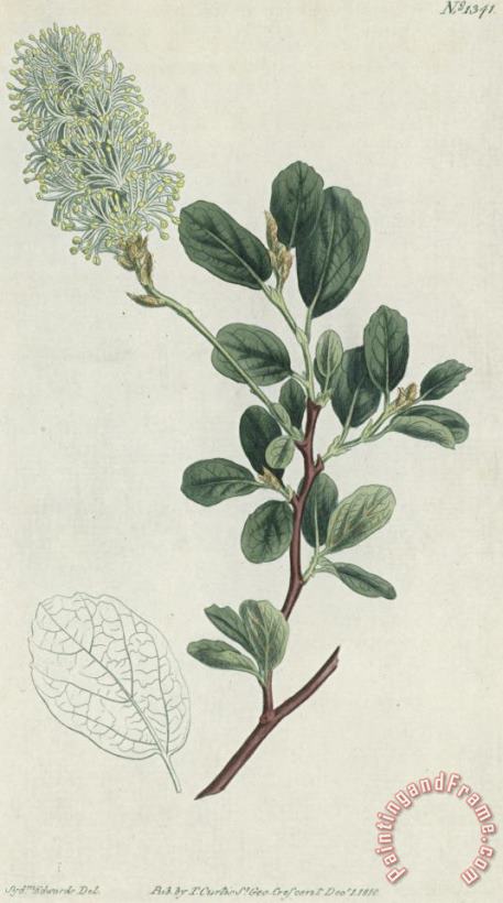 Sydenham Teast Edwards Botanical Engraving Art Print